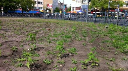 700 Cannabis-Pflanzen wurden offenbar in der Nacht vergraben. Die Polizei entfernte das "Unkraut" am Montagvormittag.