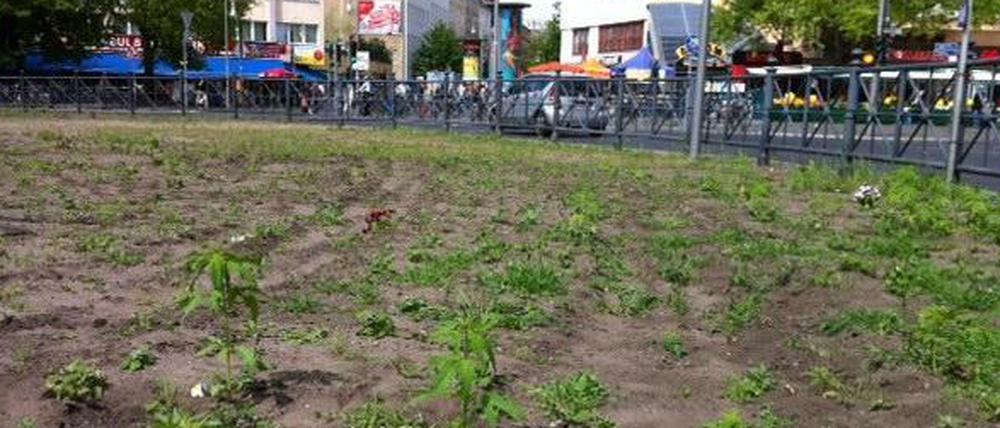 700 Cannabis-Pflanzen wurden offenbar in der Nacht vergraben. Die Polizei entfernte das "Unkraut" am Montagvormittag.