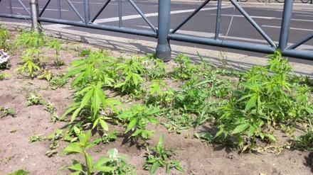 Entfernt: Die Polizei grub die Cannabis-Pflanzen am Kottbusser Tor wieder aus.