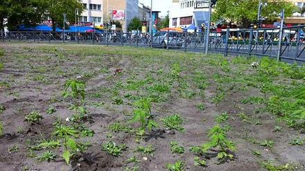 Eine grüne Oase im Großstadtbetrieb: Die Mittelinsel des Kotti-Kreisverkehrs mit den Hanfpflanzen.