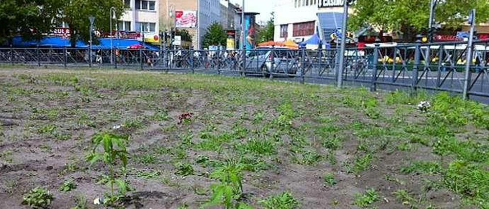 Eine grüne Oase im Großstadtbetrieb: Die Mittelinsel des Kotti-Kreisverkehrs mit den Hanfpflanzen.