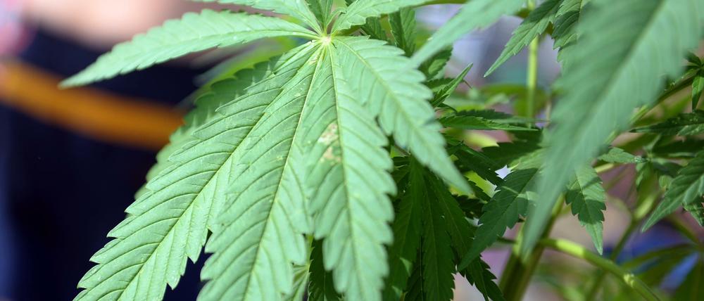 Cannabispflanze