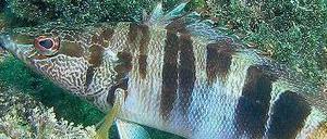 Besser Abwarten. In Anglergebieten gehen Schriftbarsche seltener an den Haken.