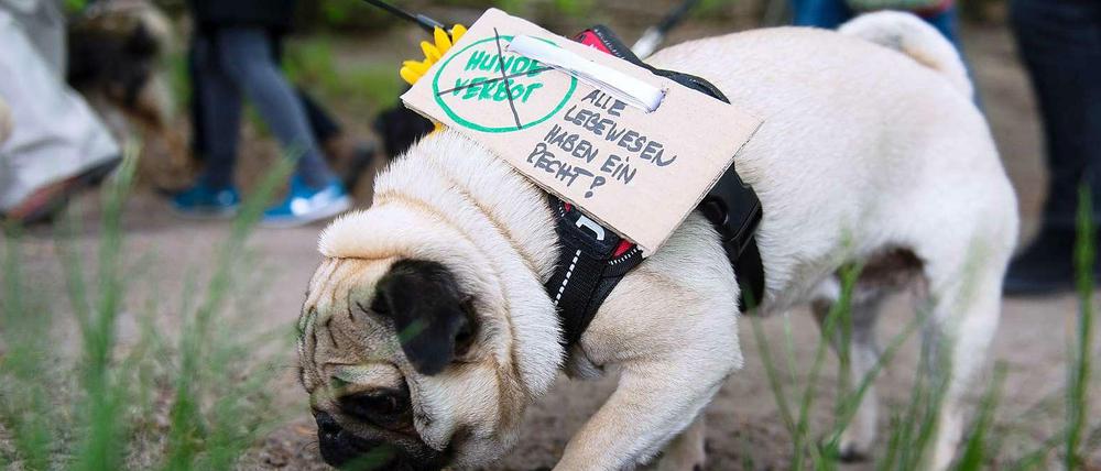 Einen Tag vor Inkrafttreten des Hundeverbots liefen Herrchen und Hunde zum letzten Mal gemeinsam um den See.