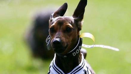 Schneller, höher, weiter. Dackel beim Dackelrennen.