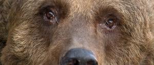 Nicht der eierlegende Wollmilchbär, aber niemand Geringeres als Stadtbärin Schnute, vor anderthalb Jahren im Bärenzwinger am Köllnischen Park.