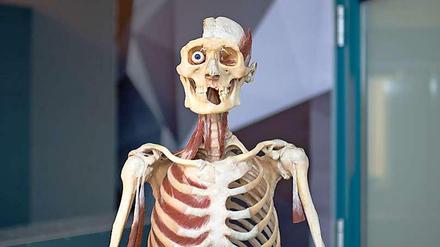 Mit Gunter von Hagens' "Körperwelten" hat man die eigene Endlichkeit ständig vor Augen.