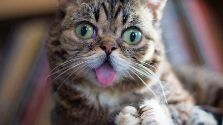 Hypnotisch, außerirdisch, einfach niedlich - wie auch immer man den Gesichtsausdruck von Lilbub nennen mag, die Hauskatze ist ein Internetstar. Ein Blick in ihr Erbgut soll jetzt die Ursache(n) für ihre Symptome wie Silberblick, Vielfingrigkeit und falsches Knochenwachstum ergründen.