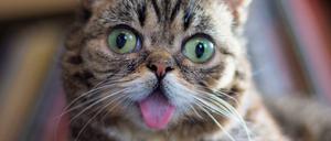 Hypnotisch, außerirdisch, einfach niedlich - wie auch immer man den Gesichtsausdruck von Lilbub nennen mag, die Hauskatze ist ein Internetstar. Ein Blick in ihr Erbgut soll jetzt die Ursache(n) für ihre Symptome wie Silberblick, Vielfingrigkeit und falsches Knochenwachstum ergründen.