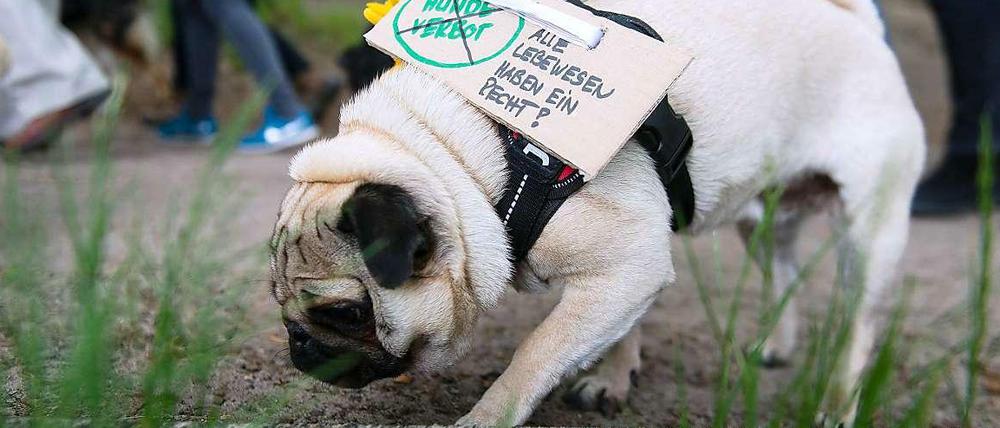 Selbst der Mops macht mit.