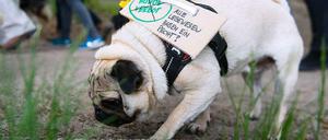 Selbst der Mops macht mit.
