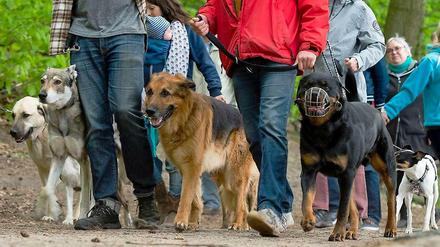 Seit dem Hundeverbot am Schlachtensee und der Krummen Lanke kommen weniger Hundehalter aus der Stadt. Und die, die dort sind, werden jetzt öfter einmal angepöbelt.