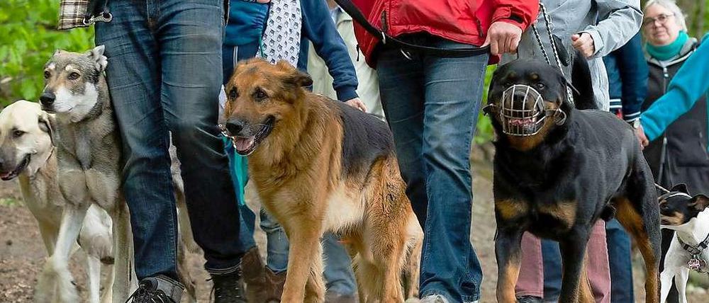 Seit dem Hundeverbot am Schlachtensee und der Krummen Lanke kommen weniger Hundehalter aus der Stadt. Und die, die dort sind, werden jetzt öfter einmal angepöbelt.