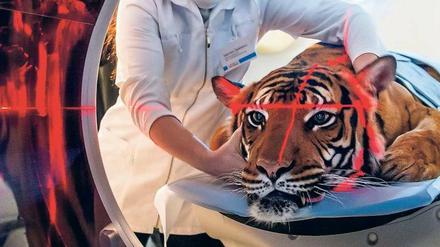 Mit Hilfe der Wirtschaft. Die Tigerin Sarai aus dem Tierpark Berlin wird im neuen Hochleistungs-Computertomografen des Leibniz-Instituts für Zoo- und Wildtierforschung (IZW) Berlin untersucht.