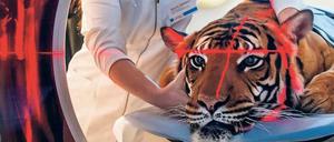 Mit Hilfe der Wirtschaft. Die Tigerin Sarai aus dem Tierpark Berlin wird im neuen Hochleistungs-Computertomografen des Leibniz-Instituts für Zoo- und Wildtierforschung (IZW) Berlin untersucht. 