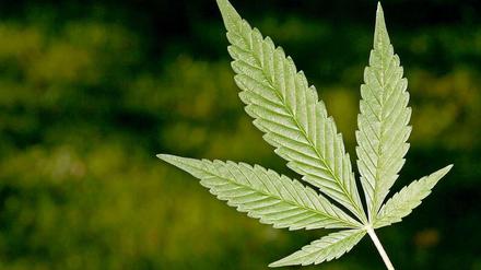 Kommt nicht in die Tüte: Die BVV-Mehrheit in der City West ist gegen einen beaufsichtigten Cannabis-Verkauf.