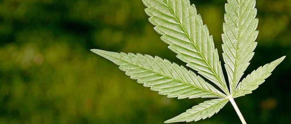 Kommt nicht in die Tüte: Die BVV-Mehrheit in der City West ist gegen einen beaufsichtigten Cannabis-Verkauf.