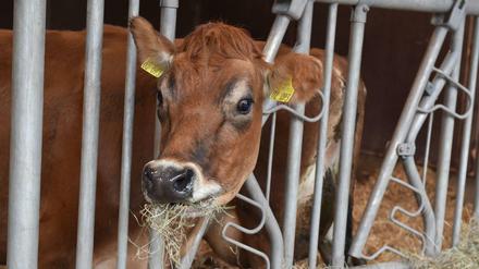 Kuh Clyde hat "Newtopia" nicht ausgehalten. Zu viel Kraftfutter machten den Gang zum Tierarzt notwendig