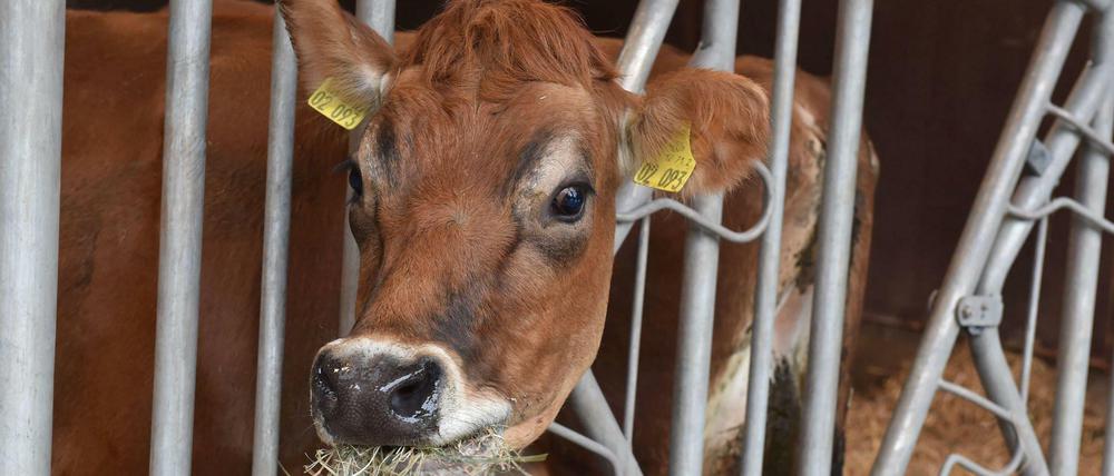Kuh Clyde hat "Newtopia" nicht ausgehalten. Zu viel Kraftfutter machten den Gang zum Tierarzt notwendig