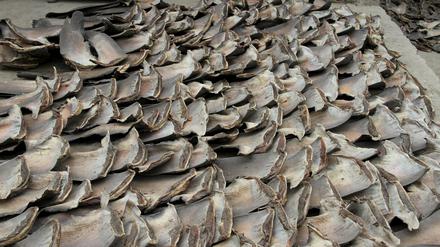 In Ecuador hat die Polizei 200.000 Haifischflossen beschlagnahmt. 