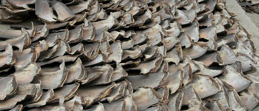 In Ecuador hat die Polizei 200.000 Haifischflossen beschlagnahmt.