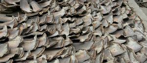 In Ecuador hat die Polizei 200.000 Haifischflossen beschlagnahmt.