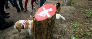 Pssssssssst. Hund am Schlachtensee, Herrchen total frech. 