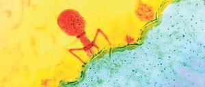 Ein Bakterienfresser dockt an ein Bakterium an.