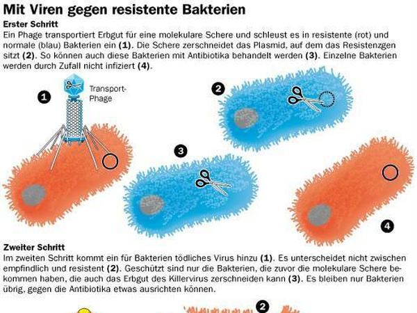 Grafik zur Phagentherapie