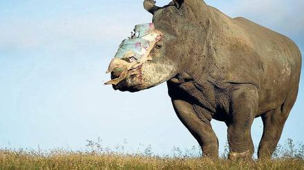 Ein Nashorn namens Hoffnung. Das vierjährige Rhinozeros „Hope“ überlebte in Südafrika eine Attacke von Wilderern, die ihm die Hörner abhackten. Tierärzte der Universität von Pretoria retteten dem gequälten Tier in mehreren Notoperationen das Leben. Es trägt nun eine schützende Platte über der Wunde.