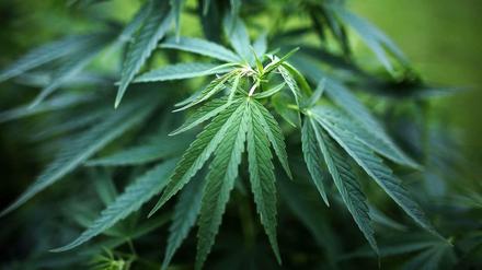 Eine Cannabispflanze in einem Garten. Symbolbild.