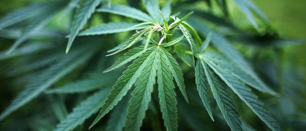 Eine Cannabispflanze in einem Garten. Symbolbild.
