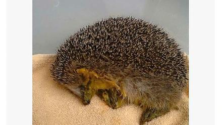Igel mit Kater. Dieses Tier hat in der niederländischen Stadt Arnheim Eierlikör von der Straße geleckt.