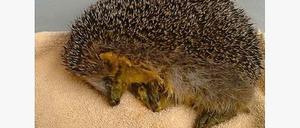 Igel mit Kater. Dieses Tier hat in der niederländischen Stadt Arnheim Eierlikör von der Straße geleckt.