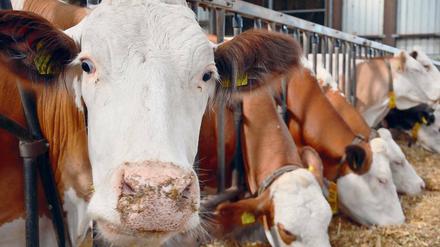 Blick in einen Kuhstall. Landwirtschaft und Medizin tragen gemeinsam Verantwortung, wenn es um gefährliche Erreger geht.
