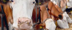 Blick in einen Kuhstall. Landwirtschaft und Medizin tragen gemeinsam Verantwortung, wenn es um gefährliche Erreger geht.
