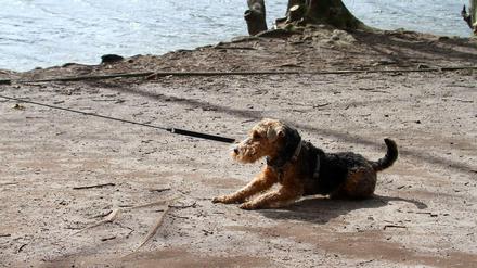 Leinenzwang. Doch auch die Anwohner, die sich daran halten, werden beschimpft, obwohl sie unterhalb der Marinesiedlung sogar im ausgewiesenen Hundeauslau