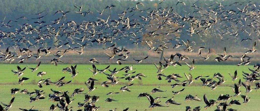 Das Land ist Brandenburg ist nicht für seine Berge bekannt.