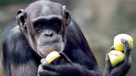 Affen sind Gourmets. Tests zeigen, dass Schimpansen Gares bevorzugen und das Zeug zum Kochen haben.