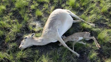 Verendet. Eine Saiga-Antilope und ihr Kalb liegen leblos am Boden. Der Tod kommt binnen weniger Stunden. In betroffenen Herden gibt es kein Tier, das überlebt.