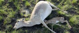 Verendet. Eine Saiga-Antilope und ihr Kalb liegen leblos am Boden. Der Tod kommt binnen weniger Stunden. In betroffenen Herden gibt es kein Tier, das überlebt.