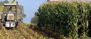 Der Anbau von Genmais und anderen genveränderten Nahrungsmitteln beschäftigt die Politik in Deutschland.