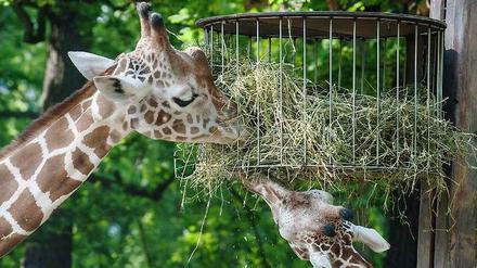 Noch mal richtig reinhauen, es gibt Großes zu besprechen: Der Zoo will umbauen.