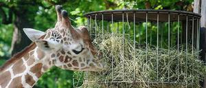 Noch mal richtig reinhauen, es gibt Großes zu besprechen: Der Zoo will umbauen.