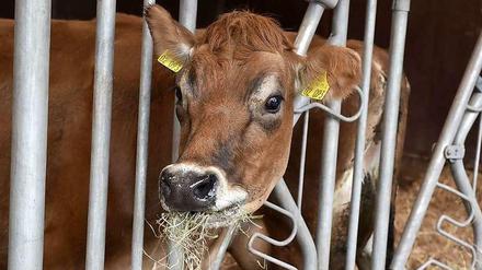 Es schmeckt Clyde wieder: Die "Newtopia"-Kuh knabbert zufrieden am Heu.