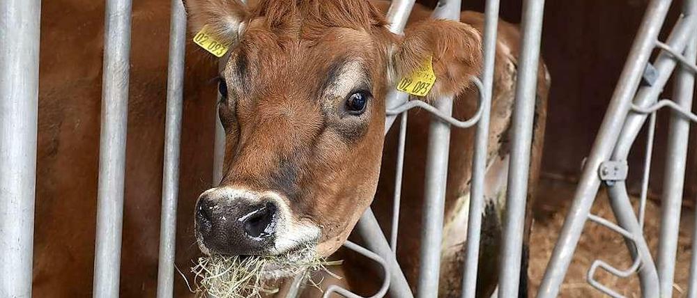 Es schmeckt Clyde wieder: Die "Newtopia"-Kuh knabbert zufrieden am Heu.