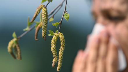 Pollenalarm: Die hier gezeigten Birkenpollen fliegen zwar nicht mehr, dafür aber Roggen und Gräser.