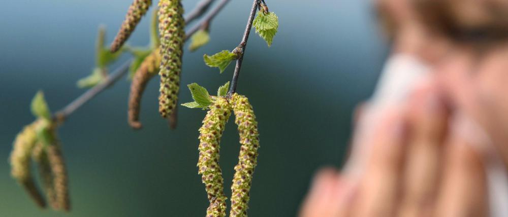 Pollenalarm: Die hier gezeigten Birkenpollen fliegen zwar nicht mehr, dafür aber Roggen und Gräser.