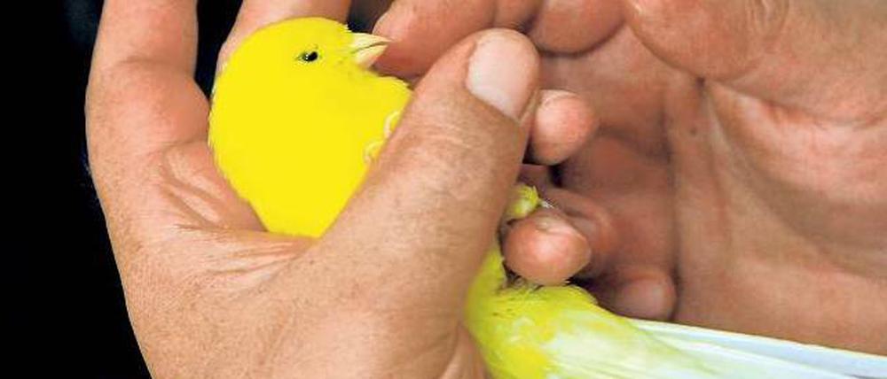 Putzmunter &amp; zerbrechlich. Ein Yorkshire-Kanarienhahn in Cevat Kandemirs Hand. 