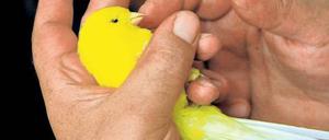 Putzmunter &amp; zerbrechlich. Ein Yorkshire-Kanarienhahn in Cevat Kandemirs Hand. 